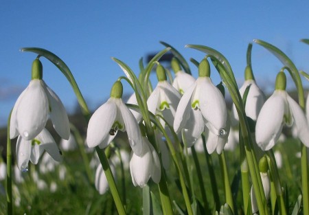 aprilis